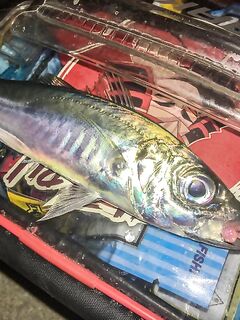 Карась в толпе и музыка с пирса: Sansun резать короче, ZEMEX Aurora — кайф в дугу