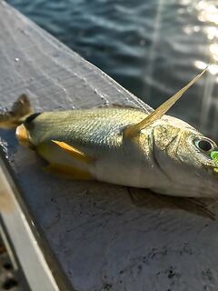 Паром, каменные гряды и карась на подбросах: SV Glider выручил, но карась капризничал