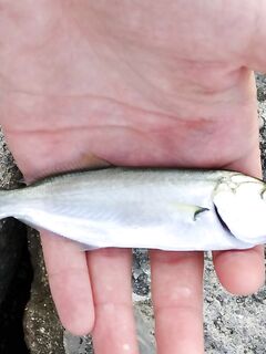 Утро короткое: одна скорпена, вторая на фото, сход покрупнее — держит интригу