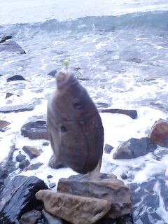 Большой Утриш, штормовые дни: бомбарда с блестящим крючком, ёрш и карась на насадку