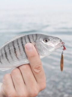 Абхазия, третий заход 2018: пилькеры, раки 2–3 дюйма и повадки горбыля против скорпены