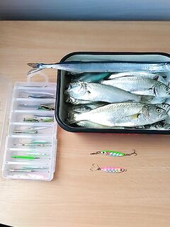 ЮБК, 8–23 сентября: лайт, луфарь и жор саргана, советы по снастям и проводке в камнях