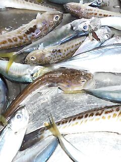 Головинка, первый опыт на море: баркас за ставридой, катер для каталки, контакт в запасе