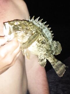 Крым, сентябрьские сумерки и уха из скорпен: драконы на пилькер и вкус «шейки рака»