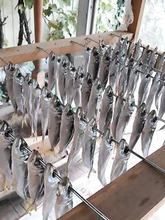 Запасы ставриды на исходе: в выходные пополню «серебряный фонд»