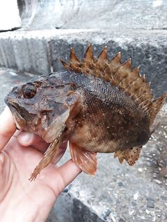 Выход на набережную: вся рыба на поводковых оснастках