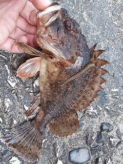 После пресной воды — восторг: у скорпен «непаханное поле» для экспериментов