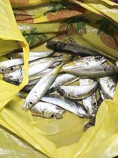 Лоо: мелко и без волнорезов; ставридка вечером стабильно, «Лесная» выглядит перспективно