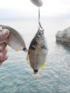 Стрейч-резина Daiwa Gekkabijin и «короткий хвост»: меньше отгрызов