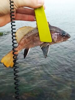 Пробежка по берегу: фотографировал только «крупняк», остальное отпустил