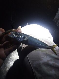 Ночь 22:00–2:00: много поклёвок, реализация хромала; ставридка на твистер 3″