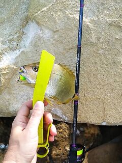 Днём больше купался, но улов всё же есть: короткая пауза от жары