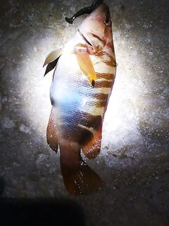 «Палка до 14 г» против монстров: два схода и редкий окунь-подкаменщик