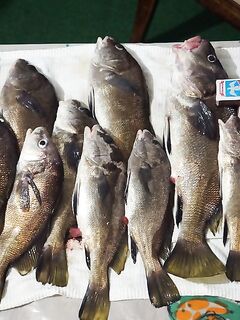 Большой Утриш, 13.11.2014: хамса на джиг-головке за 40 минут на закате