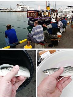 Сочи, Мамайка и Адлер: чуларка на хлеб и ставридка на зелёные мушки