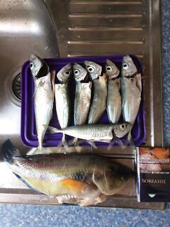 По жаре самое то: короткая утренняя сессия на тёплой воде и быстрые паузы