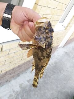 Утриш под уху и сковороду: султанка крупная, скорпена как угорь но с косточками