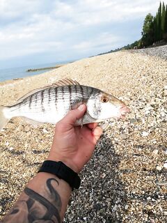 Абхазия, Новый Афон: горбыль 910 г, атлантический мармир и вечер из карасей и ставридок