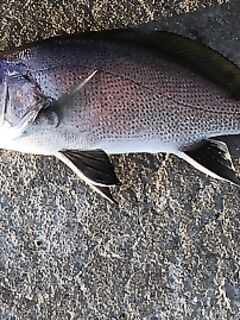 Идентификация улова на микроджиг в Геленджике: две рыбы с пирса и один вопрос