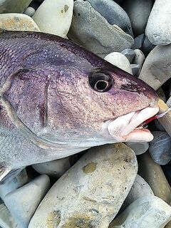 Геленджик, Тонкий мыс: чёрный горбыль на 7 г пилькер и уважение к породе спиннингистами