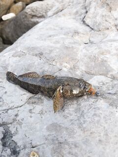 ЮБК: спонтанный выезд, зелёные тона и первые зелёные — как азартно!