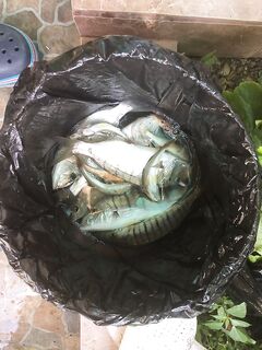 Пицунда, Абхазия: микроджиг окунь и карась; фидер — лобанчики и барабульки