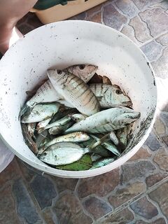 Фидер по Чёрному морю: немного половили на червя