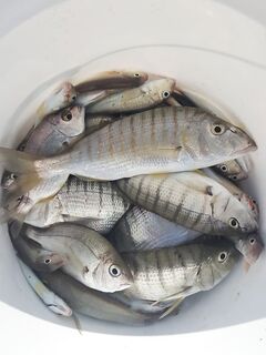 Утреннее закрытие отпуска: фидер и джиг с 7 до 9