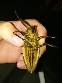 Крым: найден гигантский водяной клоп у прибоя — вопрос по белостоме