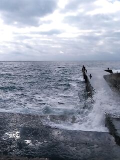 Юг: разнообразие видов и зависимость от погоды — сарган, смарида, кефаль, ставрида