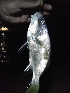 Шутка про горбыля зашла: «получи» своего — пусть пока и не гигант