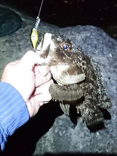 Совет по Адлеру: раки на огруженных офсетах 2–5 г, воблер реже, ставрида — блесна с червём