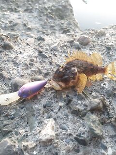 Вечер под воблеры: купил на форуме, один оторвал, один остался