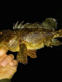 Техники по воблерам и вопрос по горбылю: до дна ли заглублять и что сработало