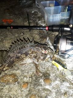 Если глубже 2,5 м — воблеры не ставлю: ёрш клевал мельче метра