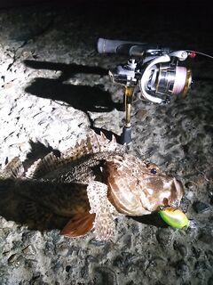 Две рыбалки без подробностей: часть рыбы не фоткал, был бычок на воблер