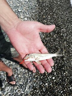 Цандрипш в сентябре: барабулька и карасик на маракуйю, ставридный праздник ночью