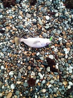 Ещё одна лаконичная отметка: сессия была, продолжение позже