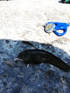 Буны и окунь: где-то полавливают, но у меня пока не весело