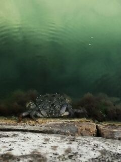 Чёрное море: «здоровый» гость на камнях — вылез погреться на солнце