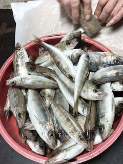 Адлер: с берега мужики неплохо половили на удочку — вечерний отчёт