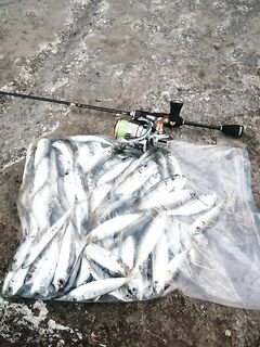 Ставридная ночь на переполненном берегу: 0,4–1,2 г, флюр 0,12 и почти 3 кг улова