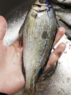 Адлер: короткая отметка по месту ловли и старт точки для морской рыбалки