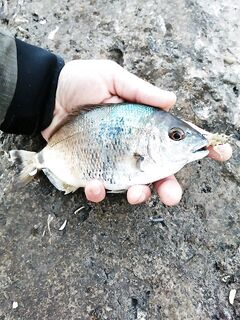 Утренний микс: хочется укрупниться, но ставридка мелковата