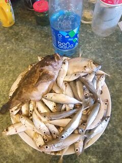 Дорогой, но живучий силикон: пелагикам хватает, расход планируем