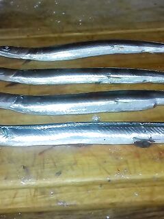 Сковорода 30 см и ставрида с июня: 8 штук крупной — потолок