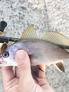 Новороссийск, Мыс Мол: первый горбыль на микруху и лайфхак со спиннингами