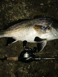 Полная луна и визг фрикциона: 1.98 кг горбыль как финал ночи