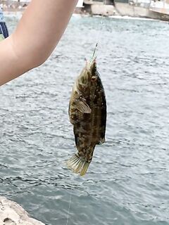 Симеис с сыном: 22–24 г, три крючка с креветкой, ерш 100 г и вопрос по зеленухе