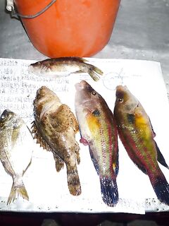 Зеленуха на сковороде: нежное мясо с лёгкой сладостью ломает стереотипы